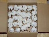 25 #1 high quality cotton bolls NC grown