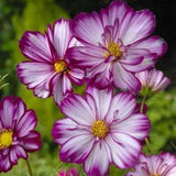 25 seeds Cosmo Fizzy Rose Picotee Cosmos bipinnatus
