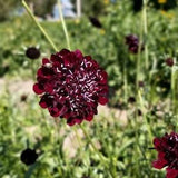 Seeds - Black scabiosa - Scabiosa atropurpurea -