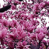 Magnolia Liliiflora Shrub 10 Seeds, Mulan Tulip Lily Magnolia, Ships From USA