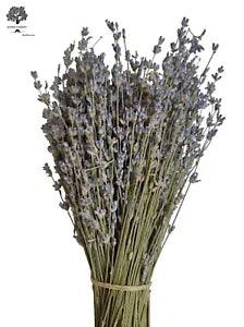 Certified Organic Greek Dried Lavender 1-22 Bunches 32cm | Harvest July 2023