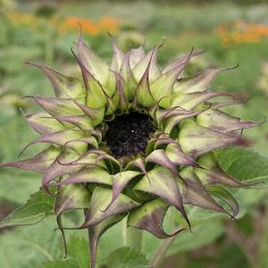 Unusual sunflower seeds - Sunfill Purple