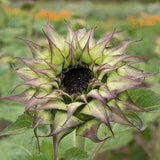 Unusual sunflower seeds - Sunfill Purple