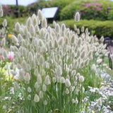 100+ Bunny Tail Ornamental Grass Seeds-Exotic Annual Grass- Lagurus Ovatus-B224