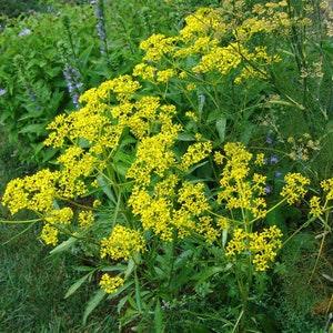 Golden Alexanders - Zizia Aurea 30 seeds - Nectar Plant, Host Plant, Chemical Free, Bee and Pollinator Safe Perennial Native Plant