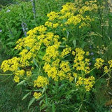 Golden Alexanders - Zizia Aurea 30 seeds - Nectar Plant, Host Plant, Chemical Free, Bee and Pollinator Safe Perennial Native Plant