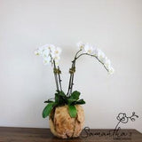 Big Large Handmade NaturalWood Planter|Orchid Pot|Planter|Centerpiece|Decor Home|Plants|Vase