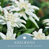 Edelweiss Flower seeds: Capture The Charm Of The Alps - Grow Fuzzy White Star Shaped Flowers