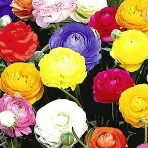 314 Ranunculus Onion Bulbs Rhizome Mix 10 Ranunculus Bulbs Color Mix Tubers Onions Onion Ranunculus