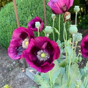 Laurens Grape Poppy Seeds, Large Purple Poppies, Poppy Flower, 500 Seeds // Non-GMO, papaver somniferum