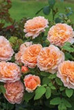 "Lady Gardener" Light Orange Peony Flower Seeds Heirloom Strong Fragrant Flowers