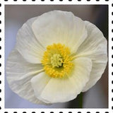 BRIDAL WHITE POPPY Flower Seeds - Bridal Silk Poppies / Brides Bouquet / Grown in the Cut Flower Garden in Flower Beds and Mass Planted
