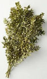 Hearth & Hand with Magnolia - Preserved Green Ruscus Leaves Bundle - 20" High