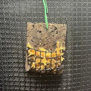 The Cork Mount - Hanging plant pot for orchids, epiphytes, rare plants, etc