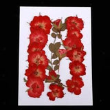 Beautiful Real Dried Pressed Flowers Dry Leaves Flower Muiltiple for Kunst und