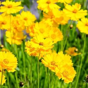 Lanceleaf Coreopsis Flower Seeds - Open-Pollinated for Seed Saving - Non-Hybrid & Non-GMO - Heirloom Canada Flower Seeds
