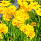Lanceleaf Coreopsis Flower Seeds - Open-Pollinated for Seed Saving - Non-Hybrid & Non-GMO - Heirloom Canada Flower Seeds
