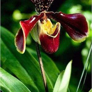 Orchid Seeds peacock (15 per pack)