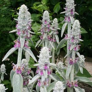50+ Stachys Lamb Ear Flower Seeds- Stachys Byzantina -Stachys Lanata-Lamb Ear Flower-Spiky Purple Perennial-  Olympica--B397