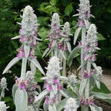 50+ Stachys Lamb Ear Flower Seeds- Stachys Byzantina -Stachys Lanata-Lamb Ear Flower-Spiky Purple Perennial-  Olympica--B397