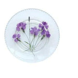 12PCS Real Pressed Dry Flower, purple flower for art candle craft FSS48