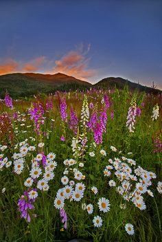 Wild flowers at sunset #1 Flower Delivery