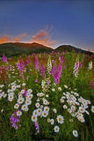 Wild flowers at sunset #1 Flower Delivery