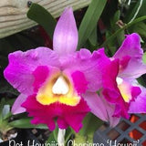 cattleya Bloom size fragrant~Pot Hawaiian Charisma Hawaii"