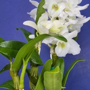 Dendrobium orchid Nobile Spring dream "Apollon"~Fragrant flowers 4 inch pot in bud