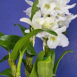 Dendrobium orchid Nobile Spring dream "Apollon"~Fragrant flowers 4 inch pot in bud