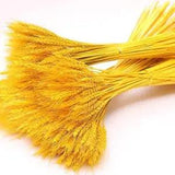 100 Stems Golden Dry Wheat Decor, 15.7Inch Wheat Stalks Natural Wheat Ears...
