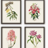 Orchid Flower Print Set of 4, Flower Botanical Wall Art Home Decor, Botanical Illustration Book Plate Print, Flower Gallery, Flower Poster