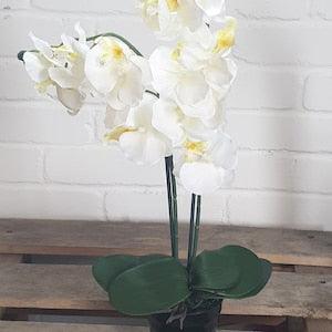 Double Stem Moth Orchid Arrangement in Pink Cream or Magenta in Plastic Pot Artificial Orchid Display Choose your colour