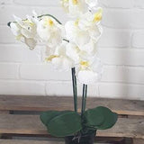Double Stem Moth Orchid Arrangement in Pink Cream or Magenta in Plastic Pot Artificial Orchid Display Choose your colour