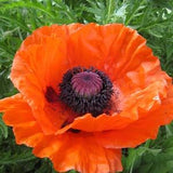 Massive Red Oriental Poppy 35 Seeds