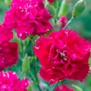Carnation- Chabaud Magenta- 50 Seeds- New
