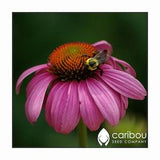 PERENNIAL | Purple Coneflower | ECHINACEA | 30 Seeds | Butterfly Garden | Rudbeckia purpurea | Fresh, Organic Seeds