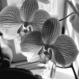 Orchid Photo - Orchids with Beautiful Veins, Orchid Print, Floral Print