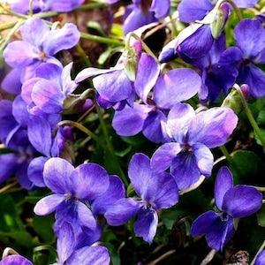 BLUE VIOLET Spring Purple Easy Perennial! Wildflower Hardy Pansy Viola Sororia 10 Fresh Seeds