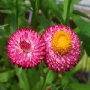 100 Pcs Helichrysum Rose Flower Seeds- Helichrysum Bracteatum -Rose Strawflower Seeds- Paper Daisy/ Beautiful Rose Colored Annual/FL457