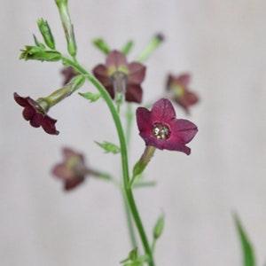 60+ Seeds Chocolate Bronze Queen  Flower Seed / (#124)B
