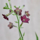 60+ Seeds Chocolate Bronze Queen  Flower Seed / (#124)B