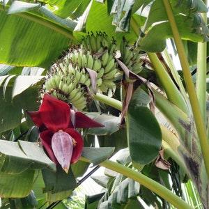Musa acuminata ssp. acuminata - Banana Tree - 15 Seeds