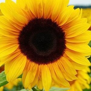 Sunflower Sonja 0.5g - 10 Seeds - Helianthus Annuus