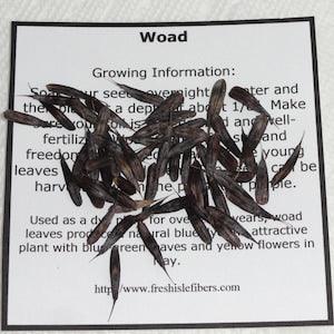 Woad Seeds - 25+ - Blue Dye Plant