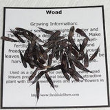Woad Seeds - 25+ - Blue Dye Plant