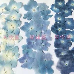 Pressed Blue Series Dried Hydrangea Macrophylla Flower Plants For Scrapbookings