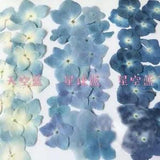 Pressed Blue Series Dried Hydrangea Macrophylla Flower Plants For Scrapbookings