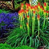 20 "RARE DWARF" FIRE DANCE Torch Lily Flower Seeds Kniphofia hirsuta Hardy Plant