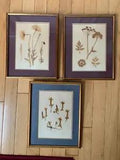 Vintage framed pressed plants